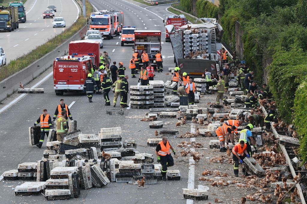 грузовик с курами, Австрия, авария на автобане, куры на автомагистрали
