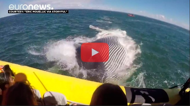 полосатый кит, кадр из аматорского видео