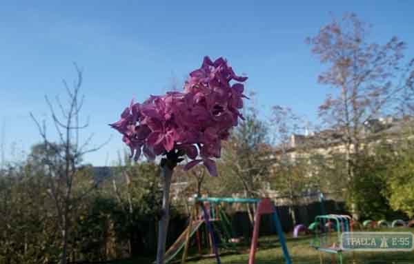 Цветущая сирень, ноябрь, холодная зима