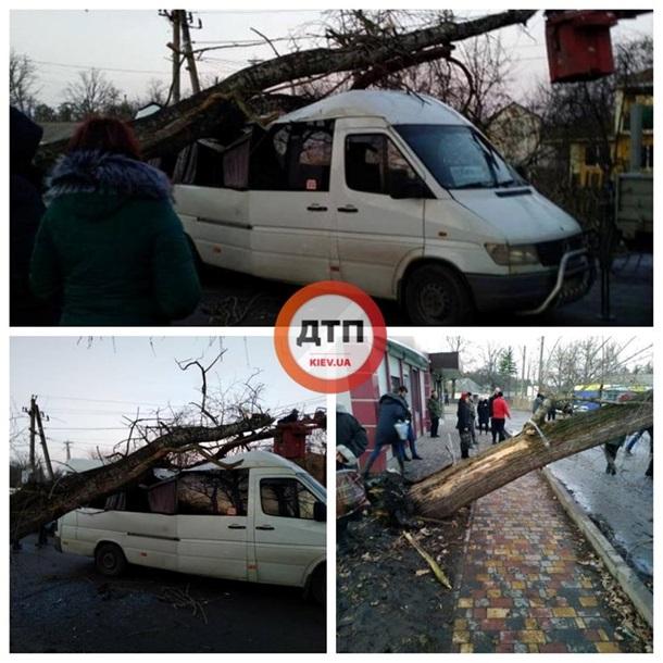 дтп, авария, маршрутка, дерево, обрушение дерева, дерево рухнуло на маршрутку