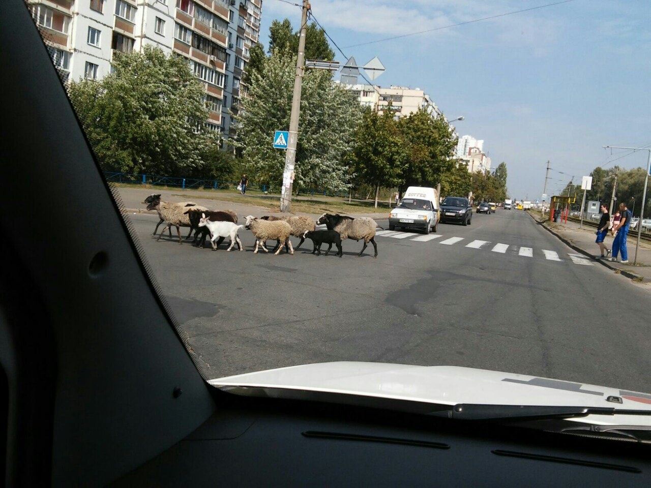 Овцы в Киеве