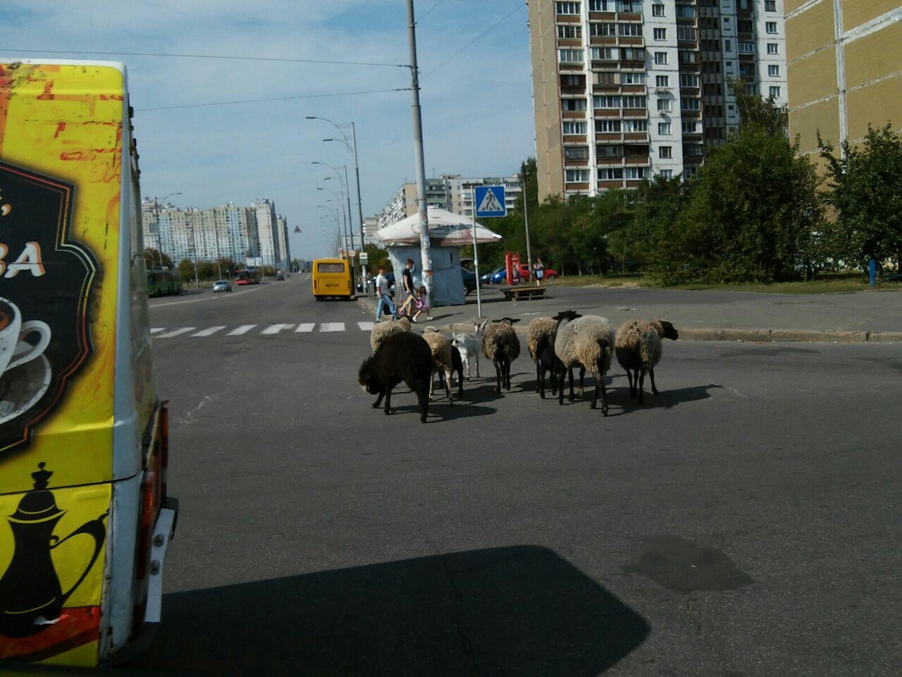 овцы в Киеве