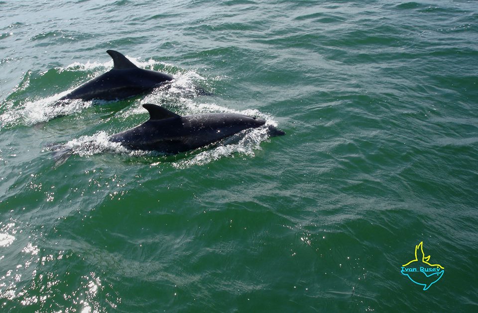 тузловские лиманы, дельфины, бойкот дельфинариев