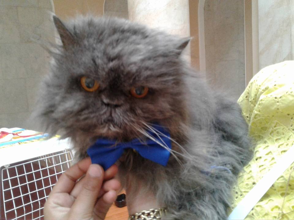 новини, Україна, АСН, кіт Веня, помер кіт, помер кіт рекордсмен, кіт рекордсмен, найстаріший кіт, старий кіт, найстаріший кіт в Україні