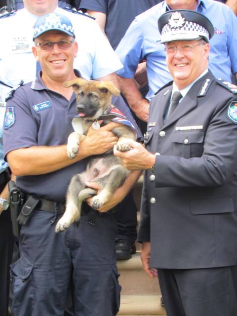 Австралия, полиция, собака, дружелюбная, губернатор