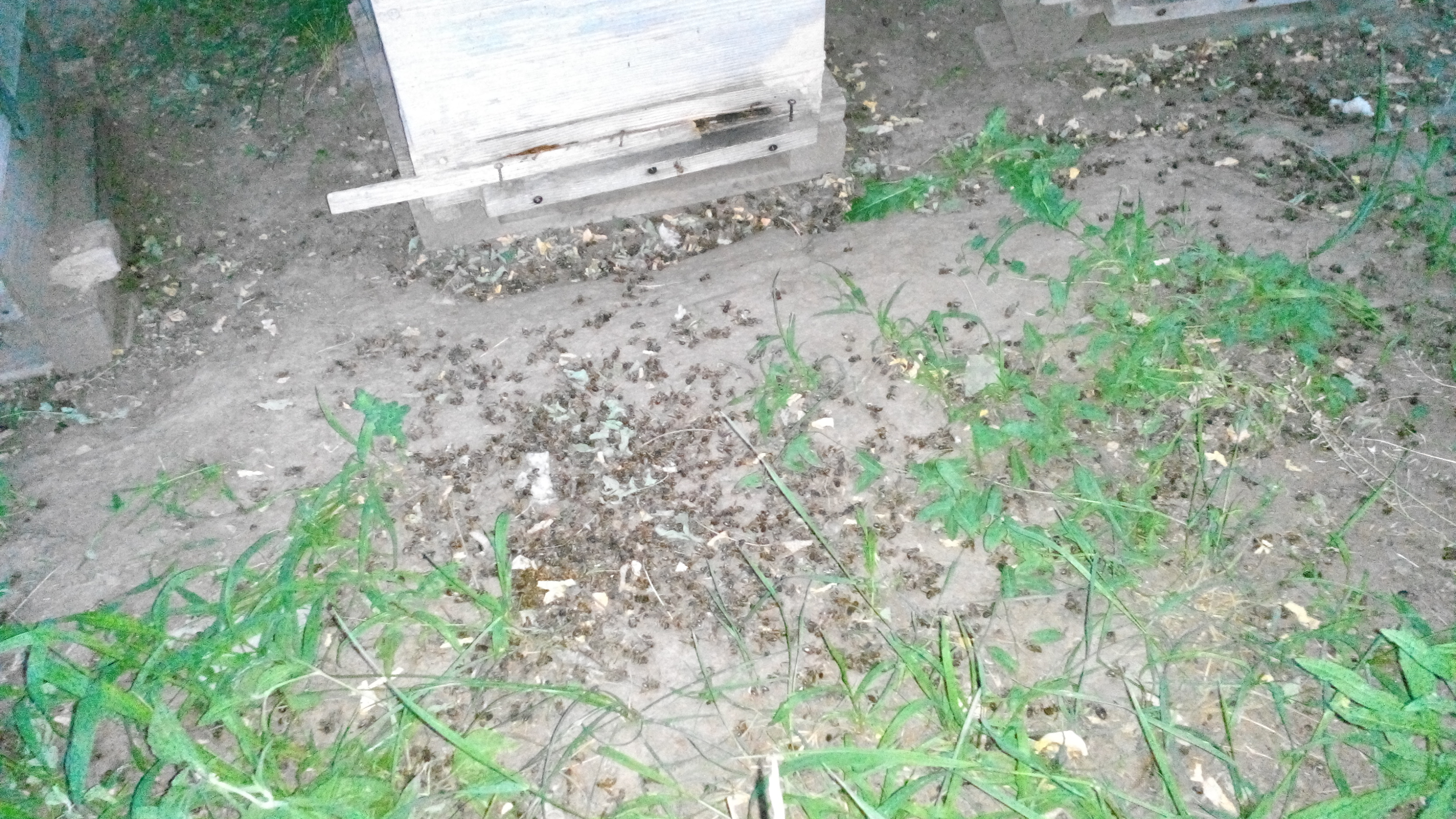 бджоли, бджолярі, Черкаська область. пестициди, поля, сільськогосподарські землі