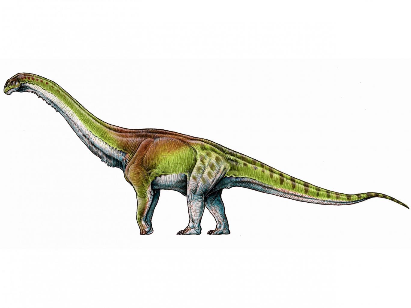 археология, динозавр, титанозавр, открытие, самый большой динозавр
