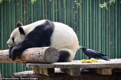 панда, ворон, Пекин, забавное фото