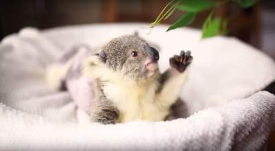 маленькая коала, позитив, фото, зверек