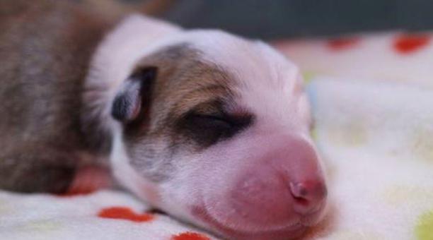 В Аргентине при помощи процесса клонирования родился генетические идентичный щенок, сообщает El Comercio.