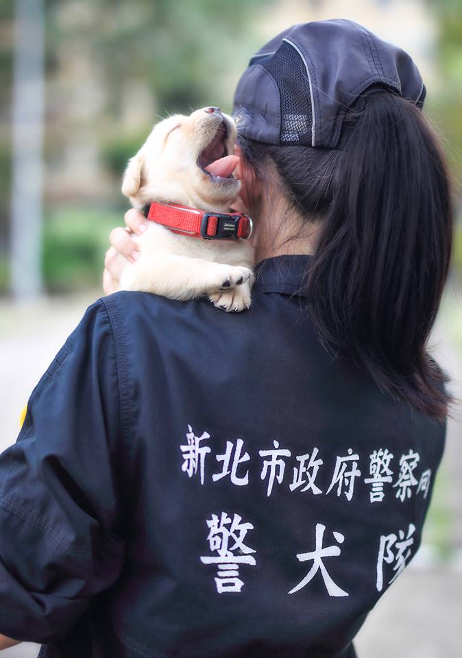 Тайвань, полиция, щенок, лабрадор