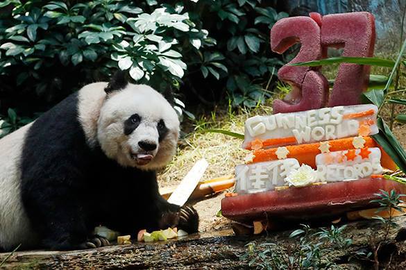 панда, КНР, животное, зоопарк, медведь