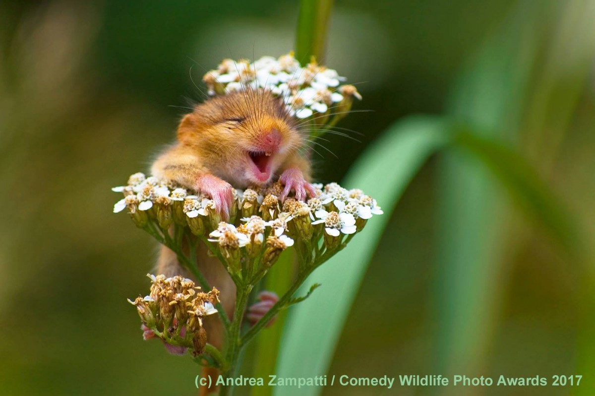 Wildlife Photography Awards, прикая природа, смешная фотография, сова, мышь