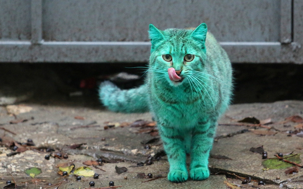болгария, кот, зеленый кот, смешные животные, 