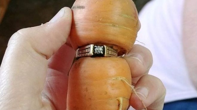 кольцо, морковка, огород, ферма