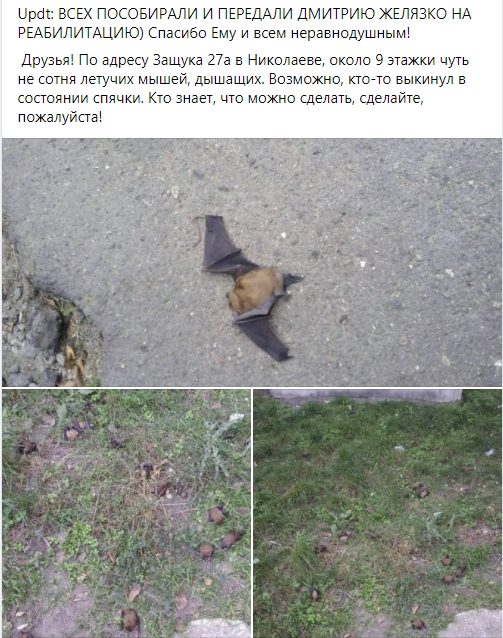 Черговий рік в Миколаєві нашестя кажанів перед зимою