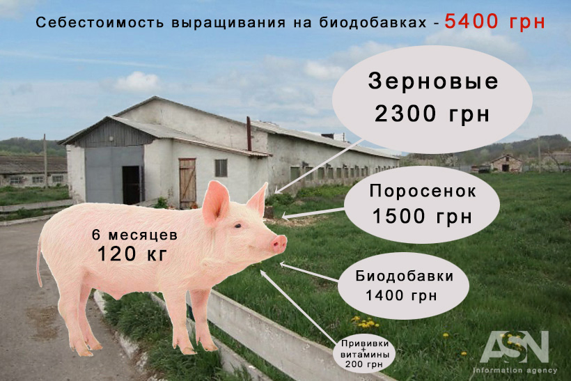 свинина, сало, ціна, вартість, фермер, село, собівартість, селяни, концепція, тварина