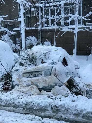 снег, снегопад, дерево, упало дерево, новости Киева