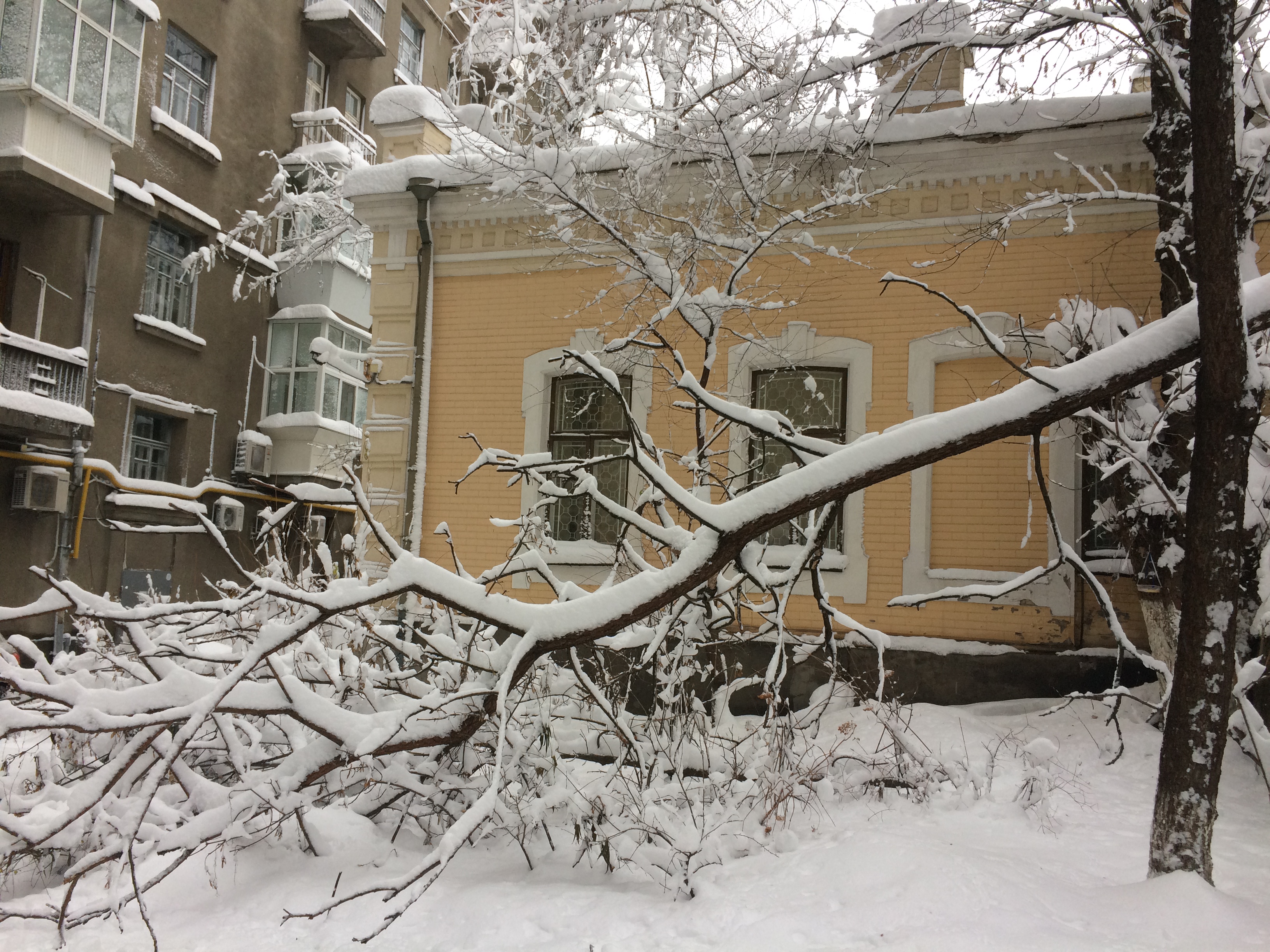 снег, снегопад, дерево, упало дерево, новости Киева
