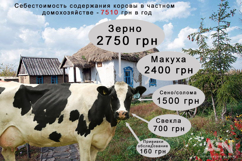 молоко, цена, стоимость, закупка, завод, село, содержание, корова, крупный рогатый скот, по чем сейчас литр молока, закупка молока