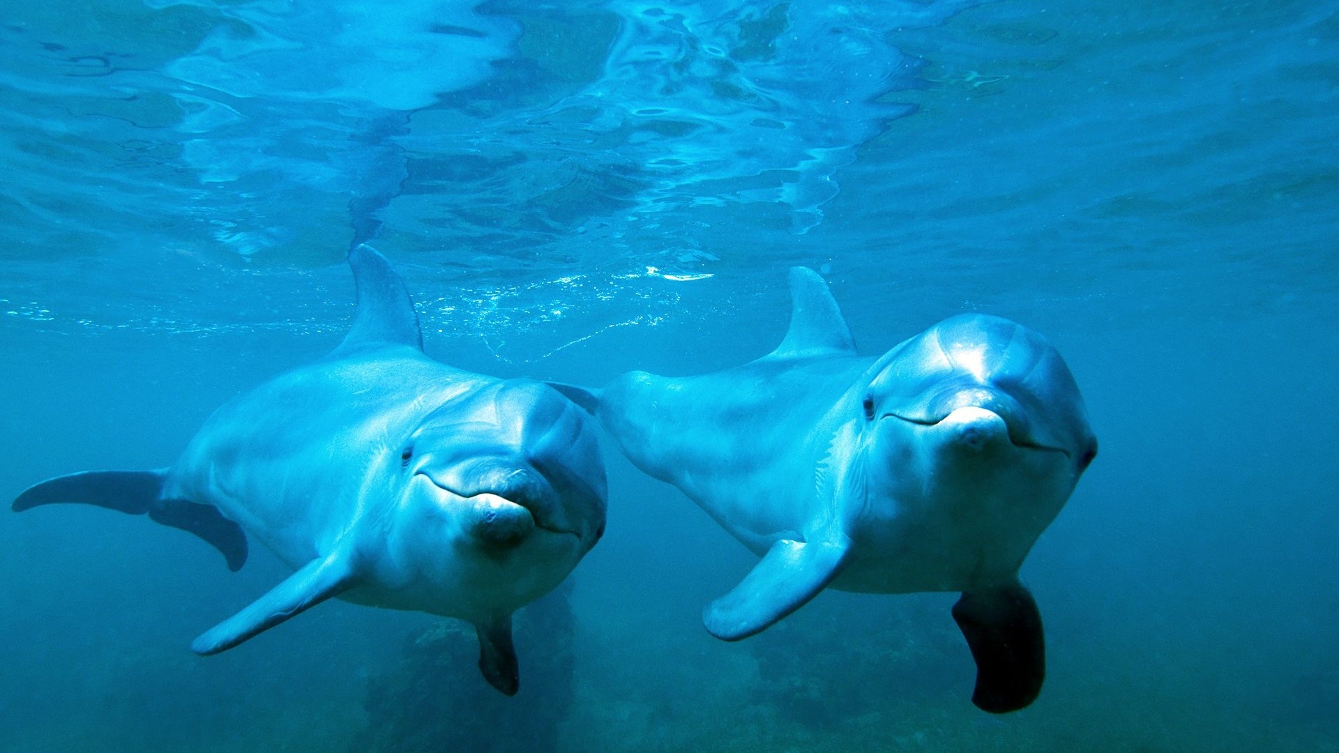 Дельфины гибнут в Черном море
