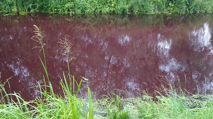 водойми Броварів, вода в озері Броварів, проби води в озері в Броварах, екологія Броворах, забруднення навколишнього середовища, стан водойм в Україні
