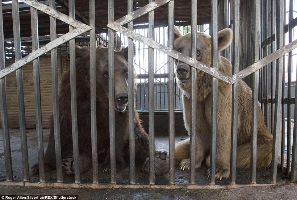 животные, издевательства, жестокое обращение с животными, медведь, армения, ресторан