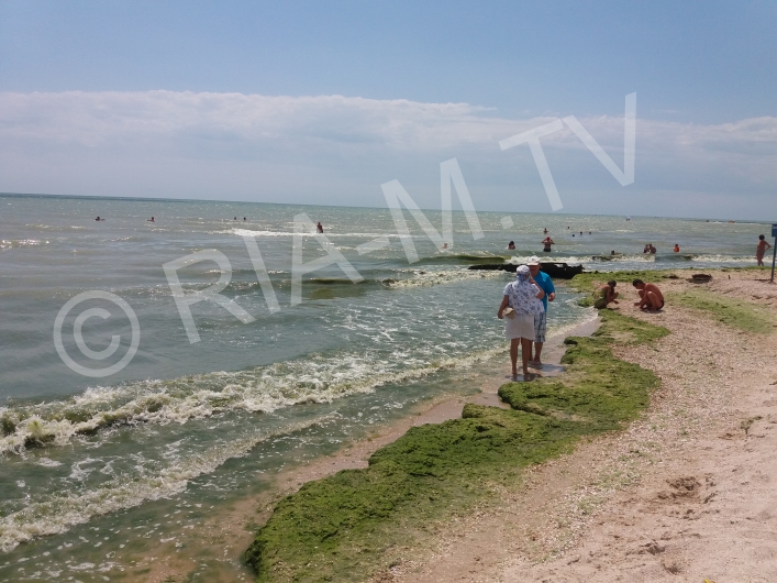 Азовское море, побережье, водоросли, мусор