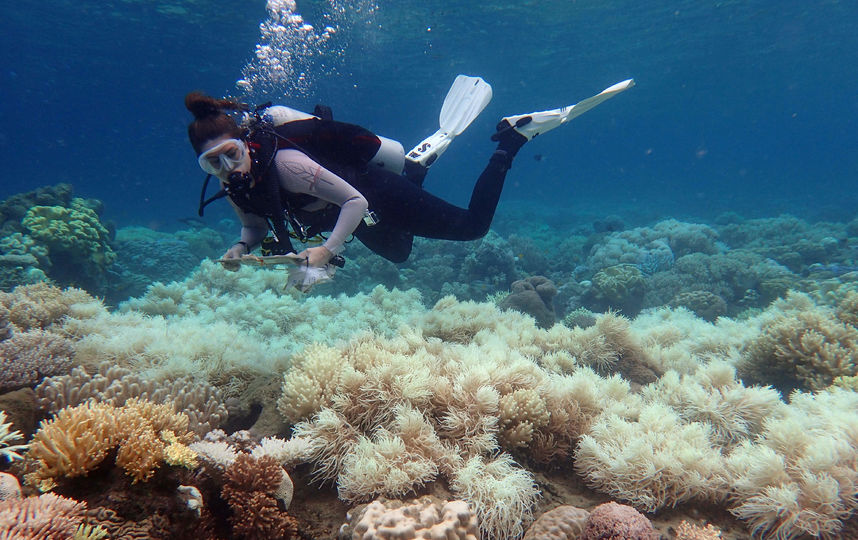 Большой барьерный риф, обесцвечивание, глобальное потепление, ЮНЕСКО, ученые, кораллы, водоросли, рыболовство, туризм