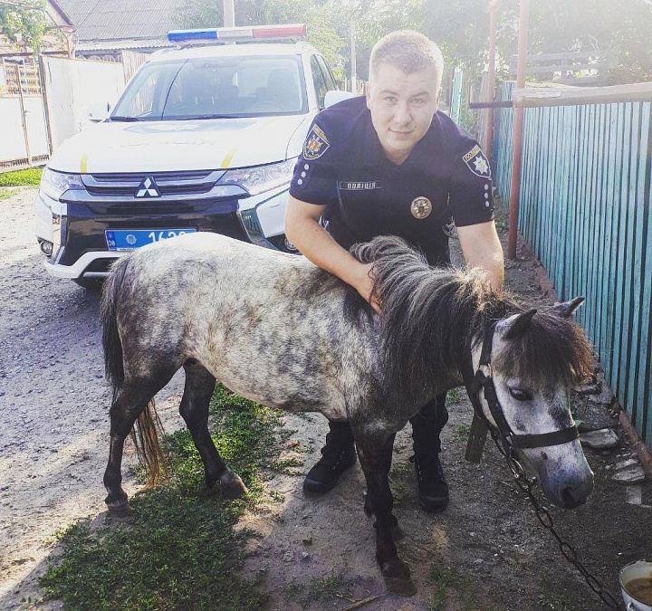 полиция, дежурство, пони, лошадь, защита животных