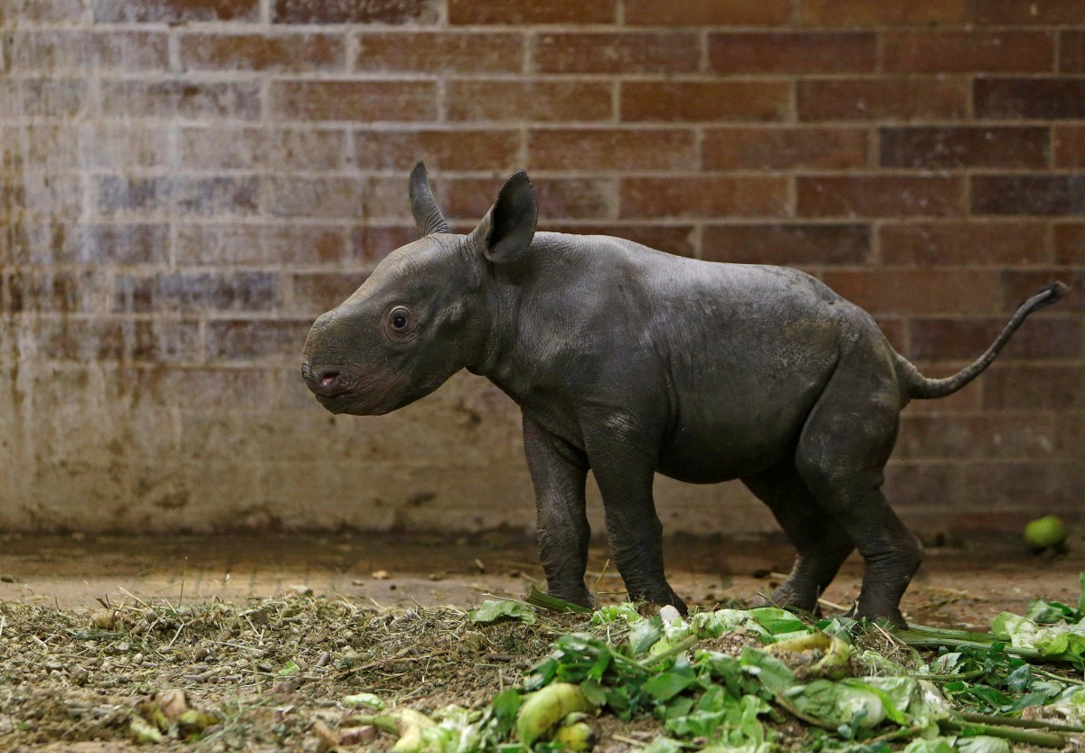 носорог, вымирающий вид, зоопарк