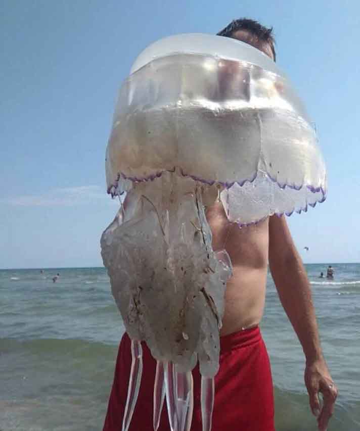 Азовское море, медуза корнерот, яд, пляж