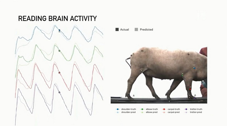 Илон Маск показал новую версию Neuralink и чипированную свинью