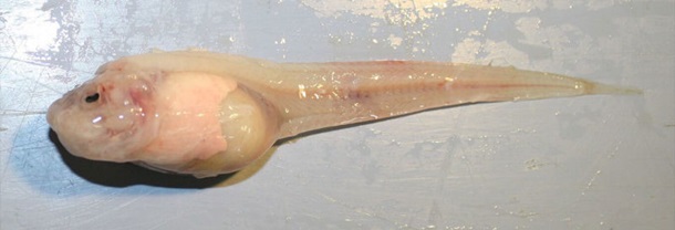 рыба, Марианская впадина, ученые, Mariana snailfish 